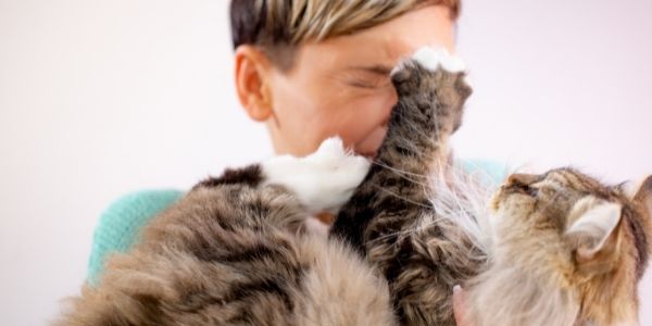 What To Do If You Are Scratched By A Cat | Preventive Vet